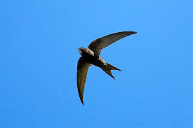 Результат пошуку зображень за запитом "стриж"