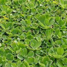 Though water lettuce prefers waters with temperatures around 70 to 80 degrees fahrenheit and a ph of 6.5 to 7.2, it will do well in most home aquariums. Water Lettuce Facts Care Planting Guide Pistia Stratiotes Pond Informer