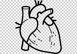 Anatomy Heart Computer Icons Organ Human Body Heart Png Clipart Free Cliparts Uihere Free icons of heart outline png in various design styles for web, mobile, and graphic design projects. anatomy heart computer icons organ