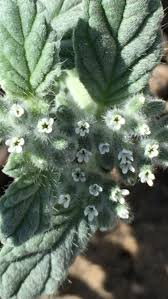 Image result for Heliotropium supinum