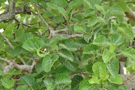 Image result for Ficus abutilifolia