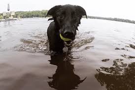 German shepherd border collie mix puppies can make loyal and trainable family pets. The Borador Border Collie Lab Mix Crossbreed Of America S Two Most Beloved Dogs Animalso