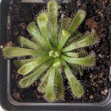 Image result for Drosera