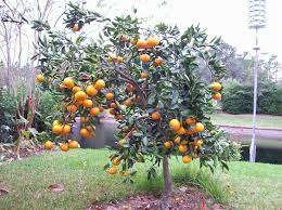 Satsuma And Mandarine Louisiana Mississippi Forum Gardenweb Ornamental Plants Satsuma Orange Fruit Trees