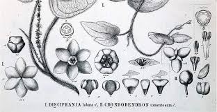 Image result for Menispermaceae