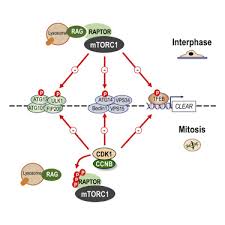 Check spelling or type a new query. An Mtorc1 To Cdk1 Switch Maintains Autophagy Suppression During Mitosis Sciencedirect