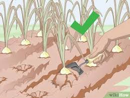 No matter how many onions you use during the season, though, it's nice to have a crop of big onions mature at the end of summer to store for the fall and winter months. How To Store Garden Onions 10 Steps With Pictures Wikihow