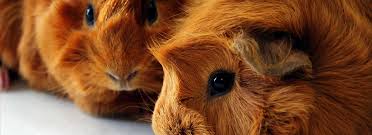 Moonstone magic reviews and moonstoneshop.com customer ratings for july 2021. All Seasons Kennels Pet Services Hamilton Ancaster And Burlington