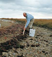 But little do many know that according to one expert, seaweed salad and wraps are often 'nutritionally dead'. Give Your Garden A Seaweed Boost Finegardening