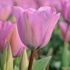 Tulip Janis Joplin In 2020 Tulip Flower Pictures Tulips Tulips Flowers