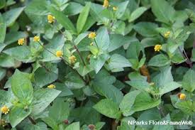 Image result for Acmella