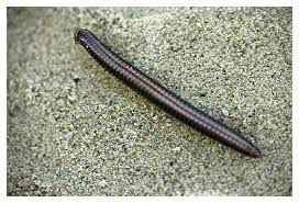 Nous vous aidons à comprendre ce qu'est une crise d'angoisse et vous donnons 4 conseils pour vous en débarrasser. Faune Diplopodes Iules Le Blog Francois Juignet