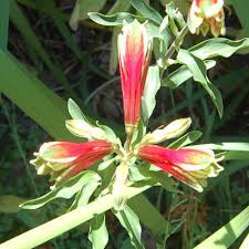Image result for Alstroemeria pulchella
