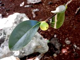 Image result for Flacourtia indica