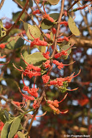 Image result for Englerina concinna