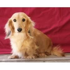 We did not find results for: 63 Long Haired Miniature Dachshund For Sale Nc L2sanpiero