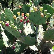 When conditions are right (usually just after a rainfall), it produces huge fragrant white blossoms at night worth staying awake for.native to the andes, san pedro tolerates lower. Mandacaru Flower Northeast Brazil Cacti Thorns Green Desert Pikist