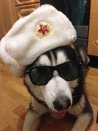 Husky From Russia Cute Wild Animals Funny Dog Pictures Cute Cats And Dogs