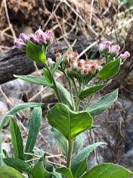 Image result for Pluchea ovalis