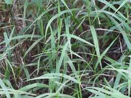 Image result for Paspalum conjugatum