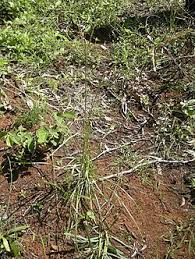 Image result for Alloteropsis