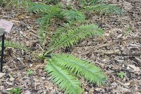 Image result for Encephalartos ngoyanus