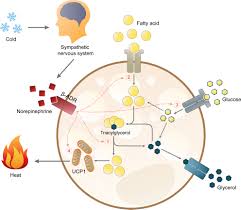 Deportivo pereira* dec 3, 1971 in bogotá, colombia. Frontiers Sex Differences In Brown Adipose Tissue Function Sex Hormones Glucocorticoids And Their Crosstalk Endocrinology