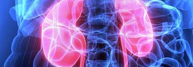 Alcoholism And Kidney Disease Alcohol Org