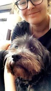 Pitbulls are friendly and social dogs