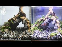 Update Tank Betta Fish Ganti Buce Mini Sob Youtube Ikan Cupang Betta Tank Betta