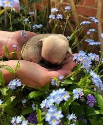 Find chihuahua puppies and breeders in your area and helpful chihuahua information. Chihuahua Puppies For Adoption Home Facebook