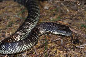 Local Snake Species Snake Aware Sussex Inlet South Coast