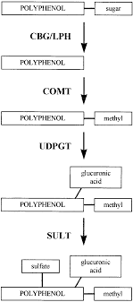Simplified Scheme Showing The Metabolism Of Polyphenols