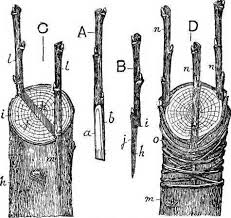 Grafting joins a lower rootstock portion of a fruit tree with the scion portion of another variety of fruit tree. A Diy Tree Grafting Handout Resilience Grafting Fruit Trees Fruit Trees Trees To Plant