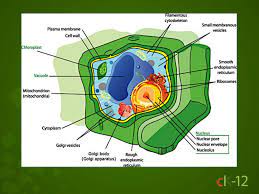 In the examination of science this type of diagram always come for making this is the to remember it's parts because if you don't label it then there will be no mean of your diagram. Nearpod