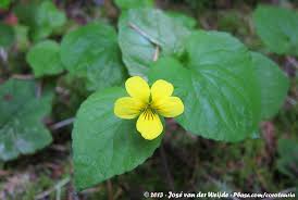 Image result for Rinorea laurentii