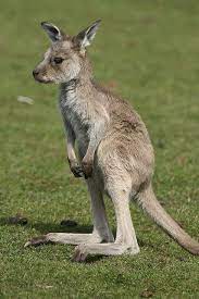 Check spelling or type a new query. Baby Kangaroo Cute Animals Zoo Animals Cute Baby Animals