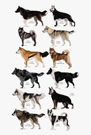 Collection by maybeanothername • last updated 4 weeks ago. Love It Pinterest Wolf And Drawings Love Anime Wolf Drawing Hd Png Download Kindpng