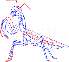 Young praying mantids molt about ten times as they grow toward adulthood. How To Draw A Praying Mantis Coloring Page Trace Drawing
