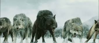 In contrast to jpg images, a gif image can only display 256 colors, but this also saves a lot of space, especially since it also works with compression. Wolves Gifs Tenor