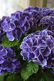 Hydrangea Mars Blue Flower Farm Beautiful Flowers Purple Flowers