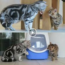 Tabby Cat Welcomes A Bengal Kitten Into The Household Bengal Kitten Tabby Cat Bengal Cat