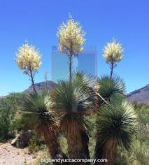 Image result for Yucca