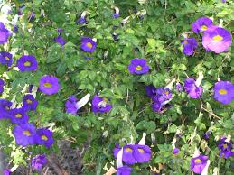 Image result for Thunbergia erecta