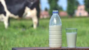This picture has been taken from a rural village from the south of india. Diabetes From Dairy Cow S Milk Ingredient May Trigger Type 1 Condition Review