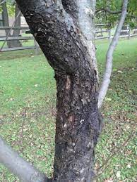 History and origin the origin of willow bark tea can be traced alongside the history of. Discoloration Cracking In Apple Tree Bark Helpfulgardener Com