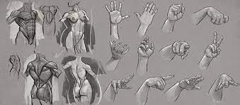 He represented parts of the body in transparent layers that afford an insight into the organ by using sections in. Anatomy Courses For Artists Best Online Courses To Study Human Anatomy At Home