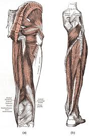 Originates from the lateral condyle of the tibia and the medial surface of the fibula. Muscles Of The Lower Limb Boundless Anatomy And Physiology