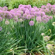 Maybe you would like to learn more about one of these? Photo Essay Extremely Drought Tolerant Perennials Perennial Resource