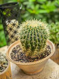 Christmas cacti need to chill a bit after going through a bloom in order to bloom again. How To Start A Cactus Garden Better Homes Gardens
